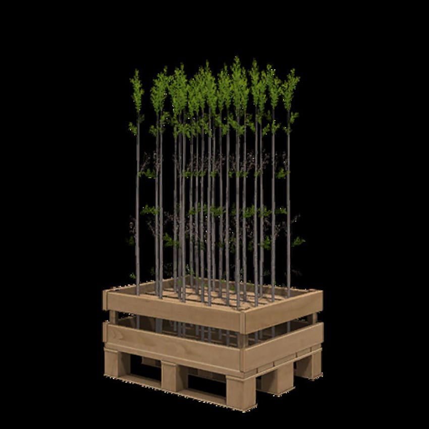 More Saplings V 1.0