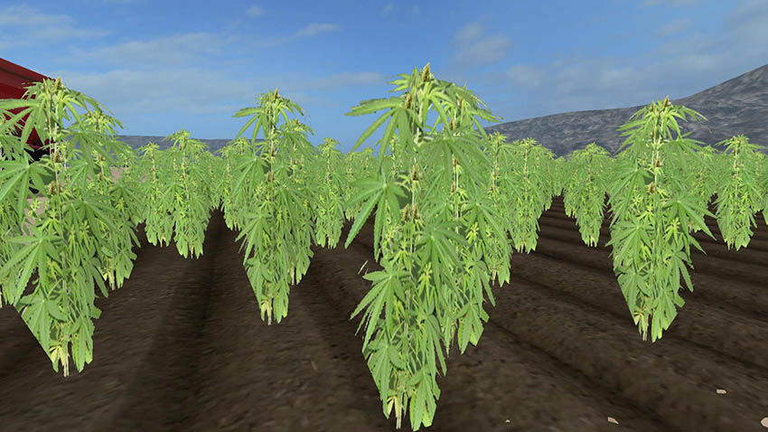 Cannabis Crop v 1.0