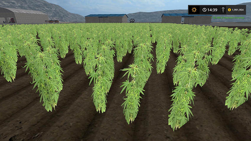 Cannabis Crop v 1.0